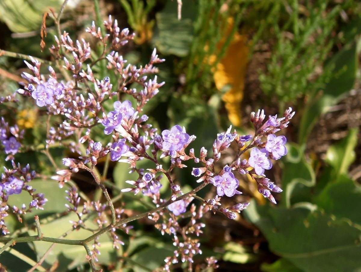 Изображение особи Limonium scoparium.