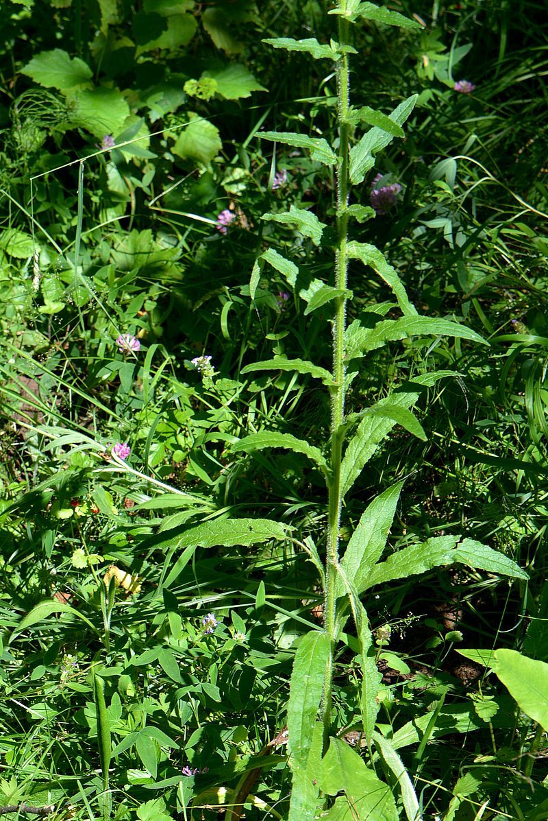 Image of Campanula cervicaria specimen.