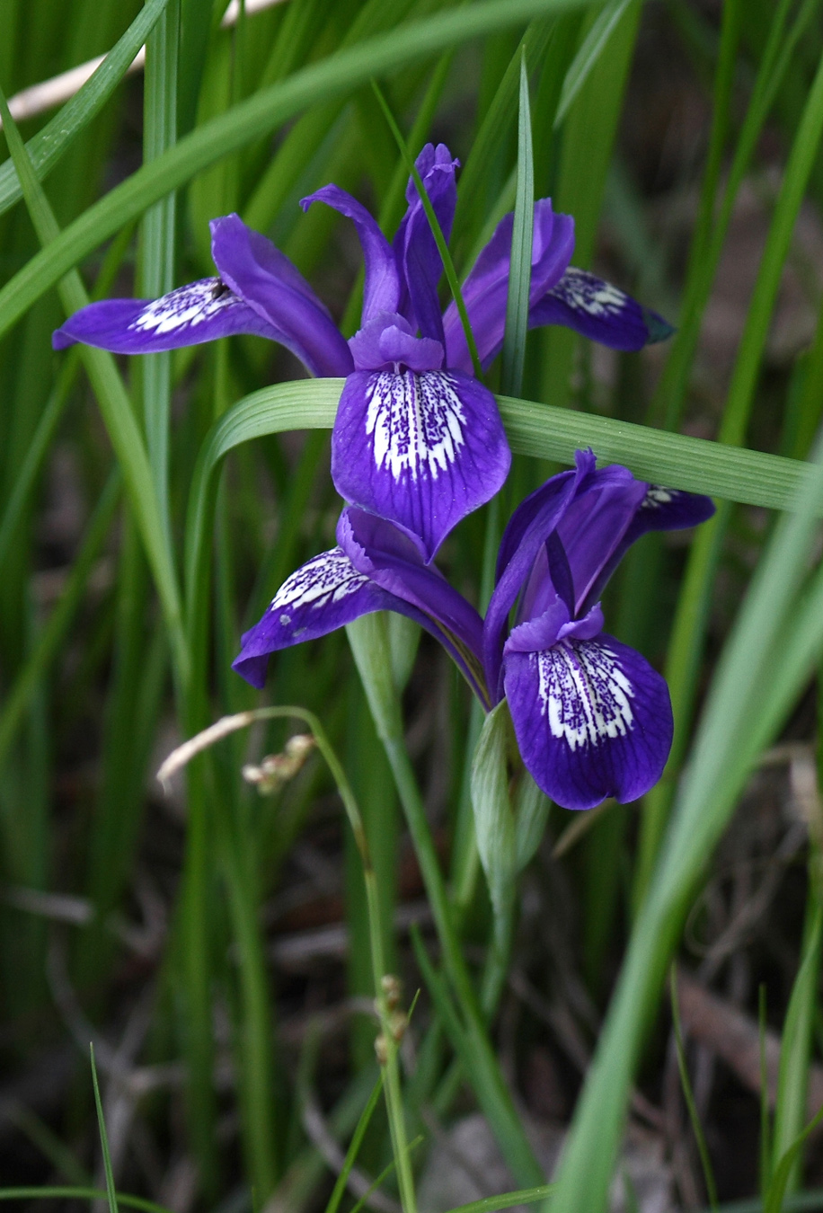 Image of Iris ruthenica specimen.