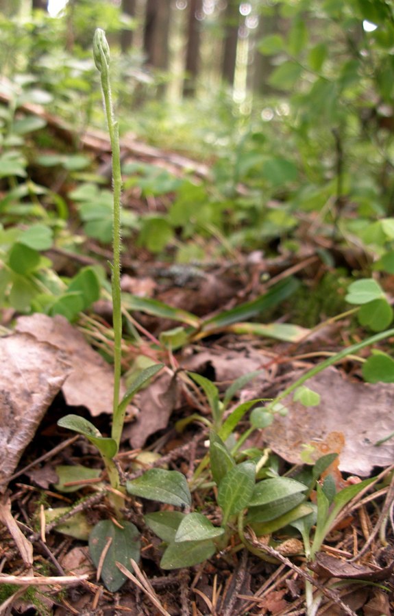 Image of Goodyera repens specimen.