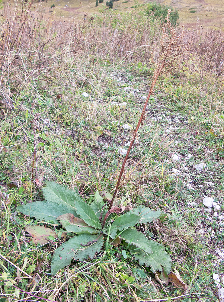 Image of Verbascum pyramidatum specimen.