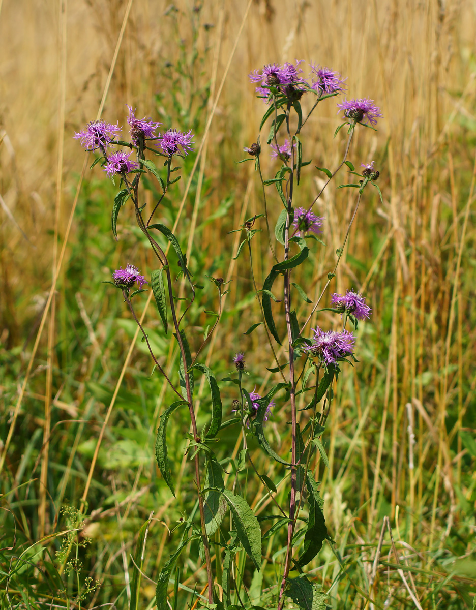 Изображение особи Centaurea phrygia.