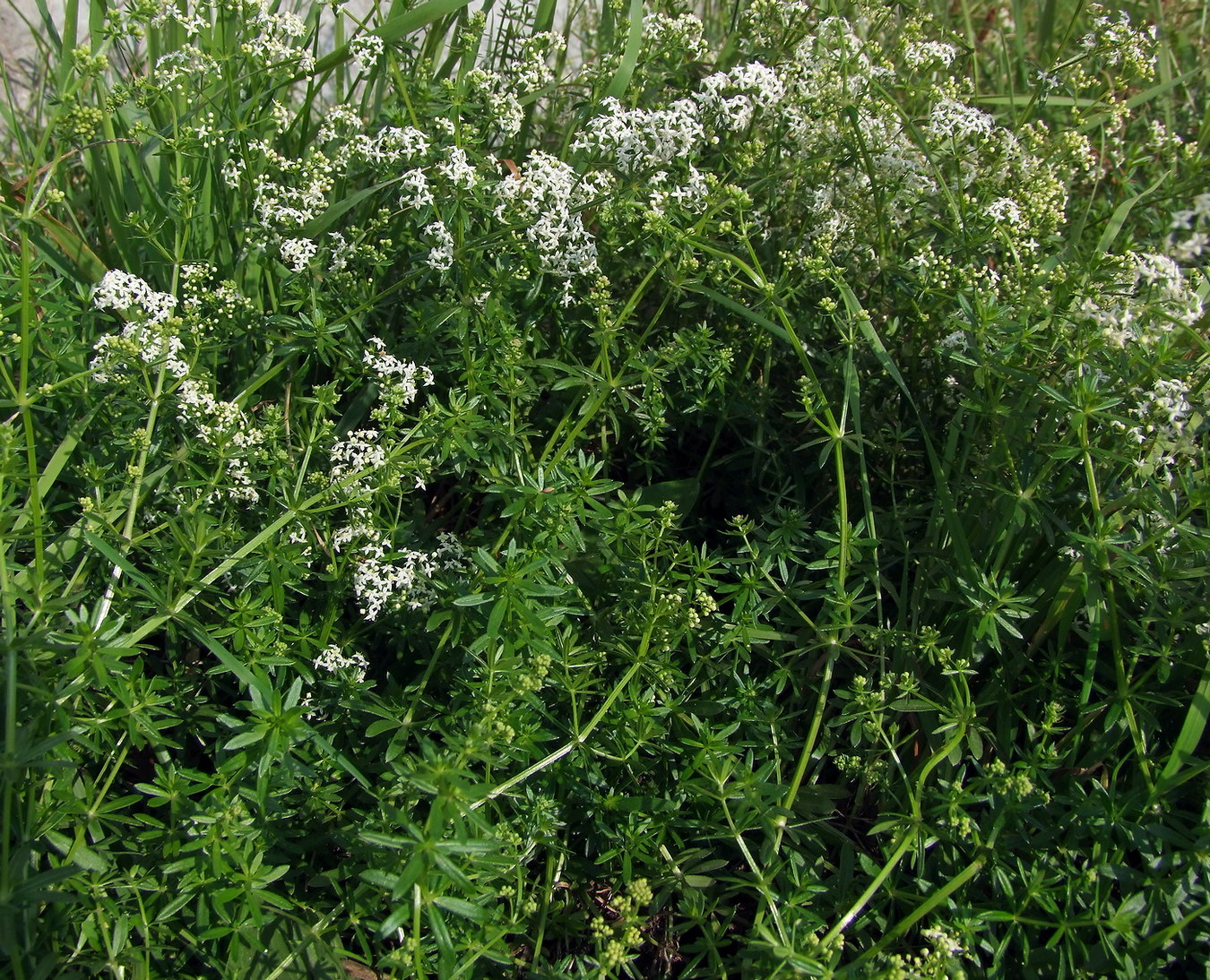 Изображение особи Galium mollugo.