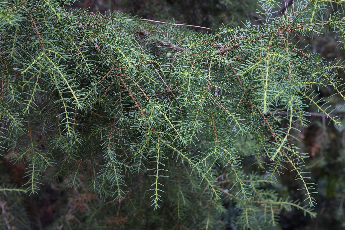 Image of Juniperus rigida specimen.
