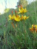 Hypericum linarioides