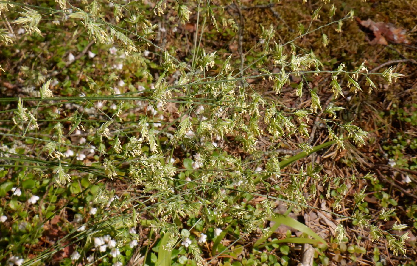 Image of genus Festuca specimen.