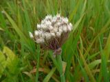 Allium ledebourianum