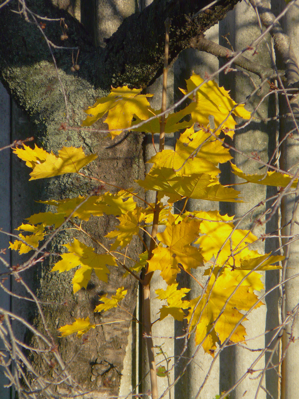 Image of Acer platanoides specimen.