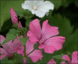 Malva trimestris