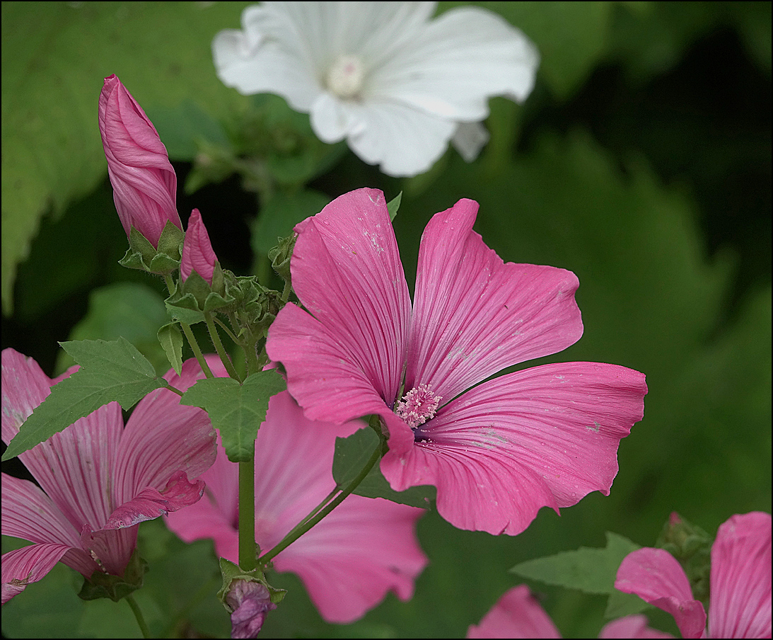 Изображение особи Malva trimestris.