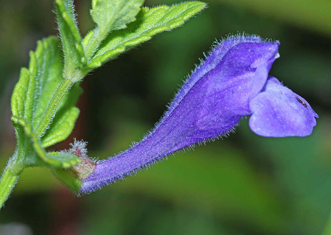 Изображение особи Scutellaria tuminensis.