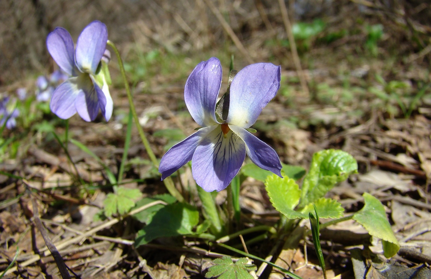 Image of Viola suavis specimen.