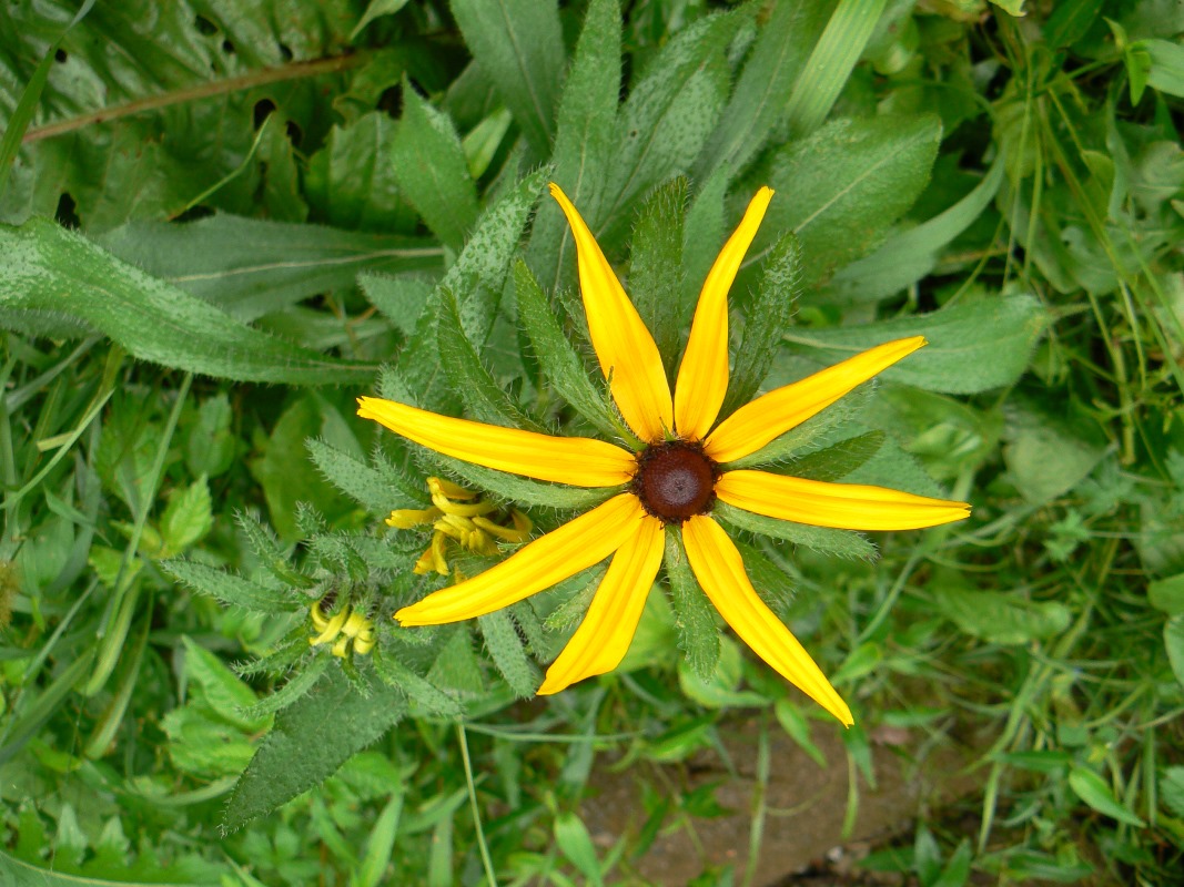 Изображение особи Rudbeckia hirta.