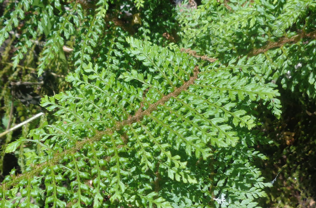 Image of Polystichum setiferum specimen.