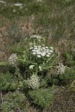 Schrenkia involucrata