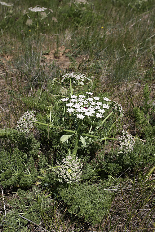 Изображение особи Schrenkia involucrata.