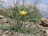 Tragopogon pusillus. Цветущее растение. Крым, Карадагский заповедник, приморский полупустынно-степной склон. 21 апреля 2021 г.