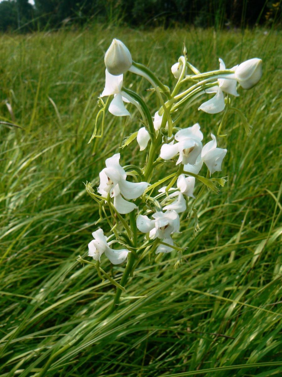 Изображение особи Habenaria linearifolia.