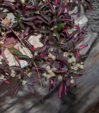 Alternanthera ficoidea