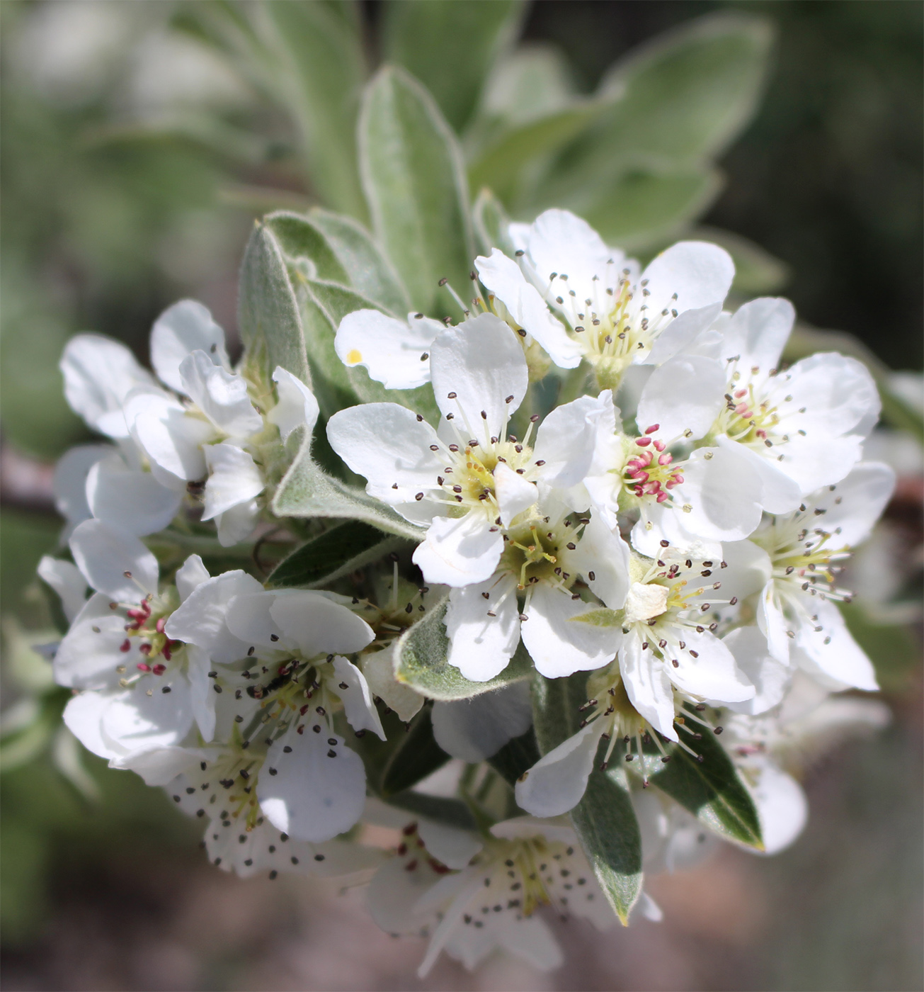 Image of Pyrus elaeagrifolia specimen.