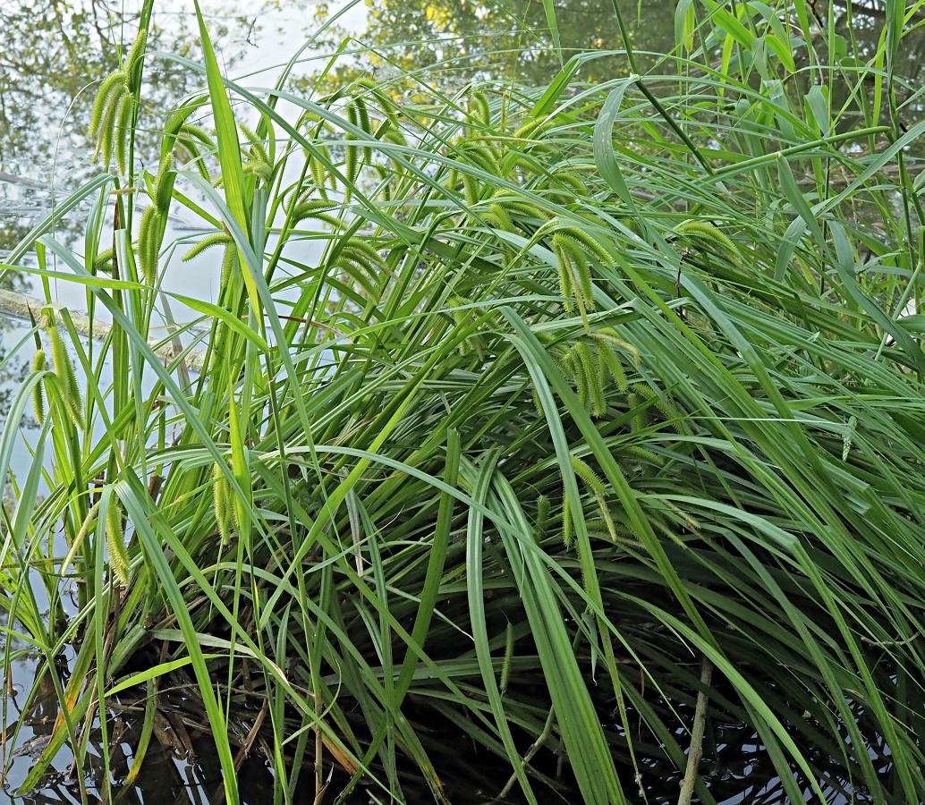 Изображение особи Carex pseudocyperus.