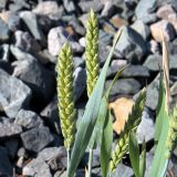 Triticum aestivum