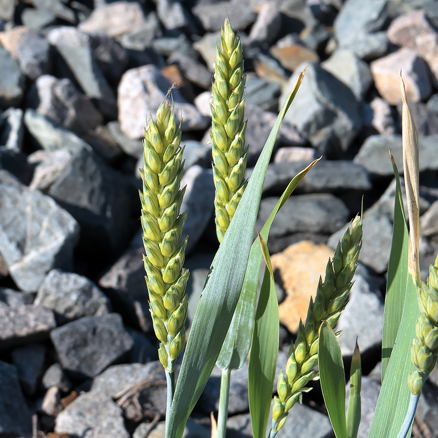 Изображение особи Triticum aestivum.