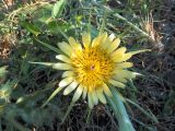 Tragopogon dubius