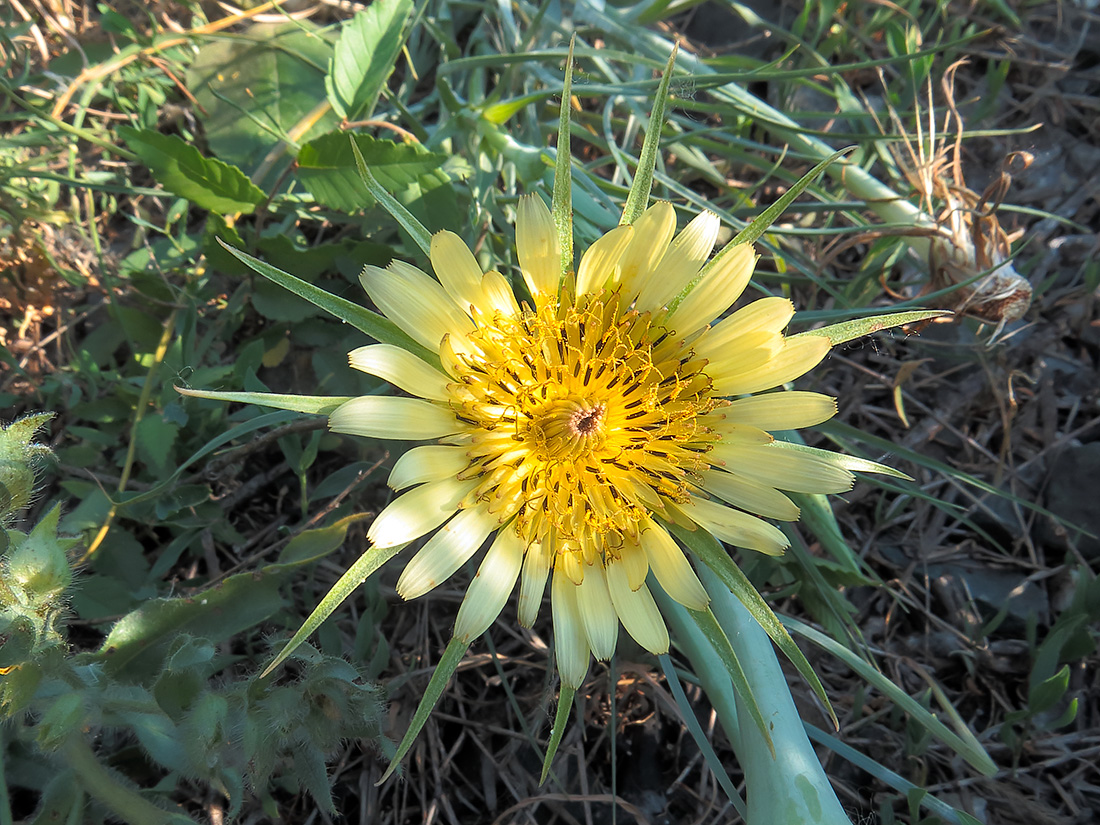 Image of Tragopogon dubius specimen.