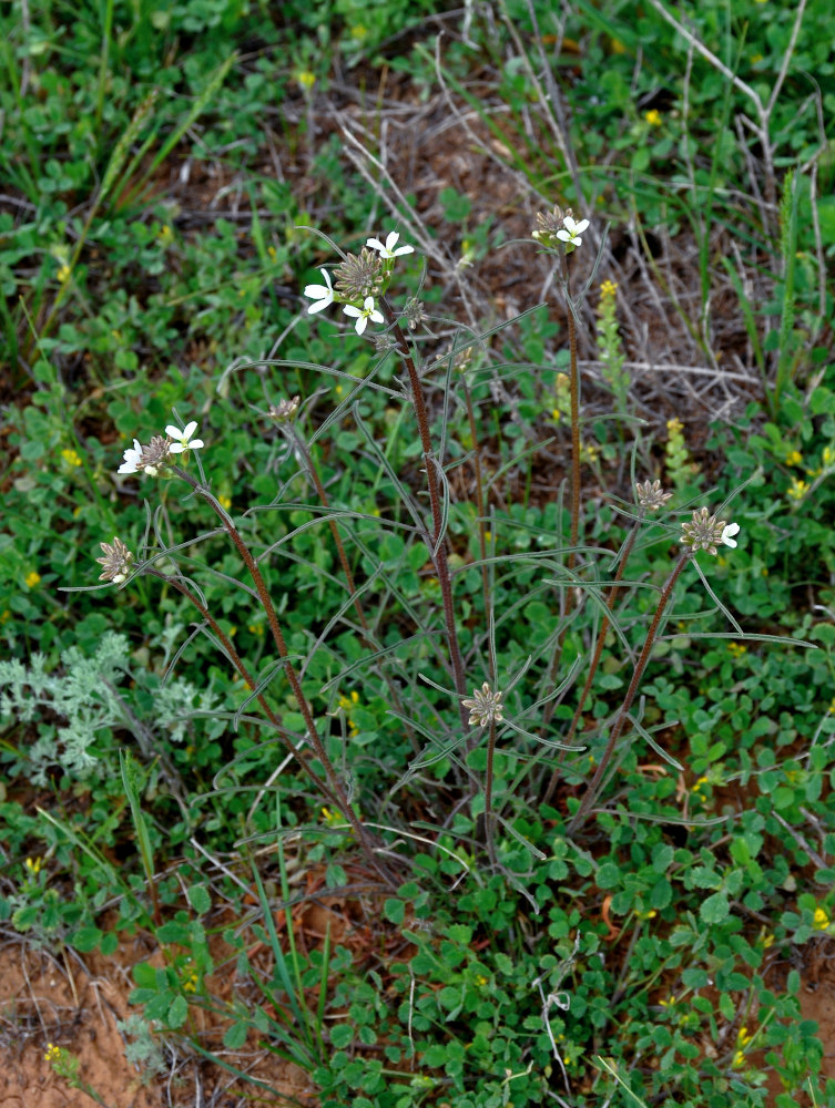 Image of Erysimum leucanthemum specimen.