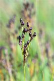 Juncus atrofuscus. Верхушка побега с соплодием. Мурманская обл., окр. г. Кандалакша, берег Белого моря, затопляемый валунный приморский луг. 27.07.2020.