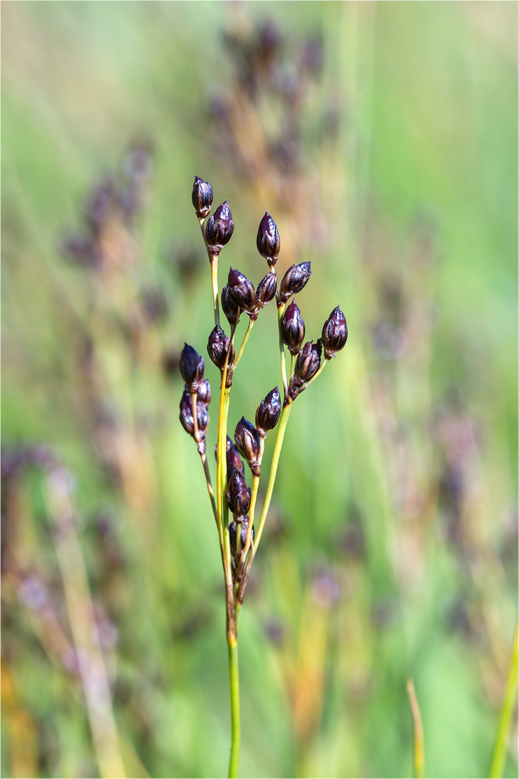 Image of Juncus atrofuscus specimen.