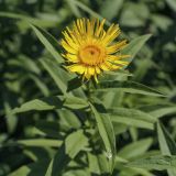 Inula salicina. Соцветие-корзинка. Пермский край, Кунгурский р-н, ур. Подкаменная гора, пологий склон, разнотравный луг. 26.06.2021.
