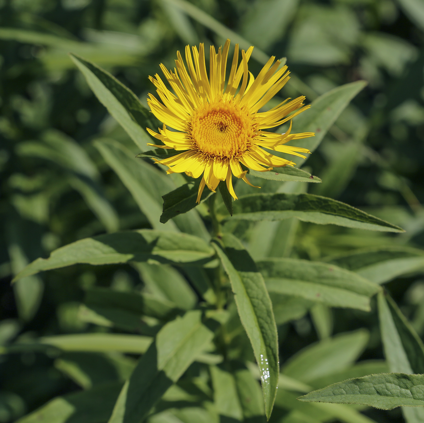 Изображение особи Inula salicina.