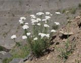 Achillea ptarmicifolia