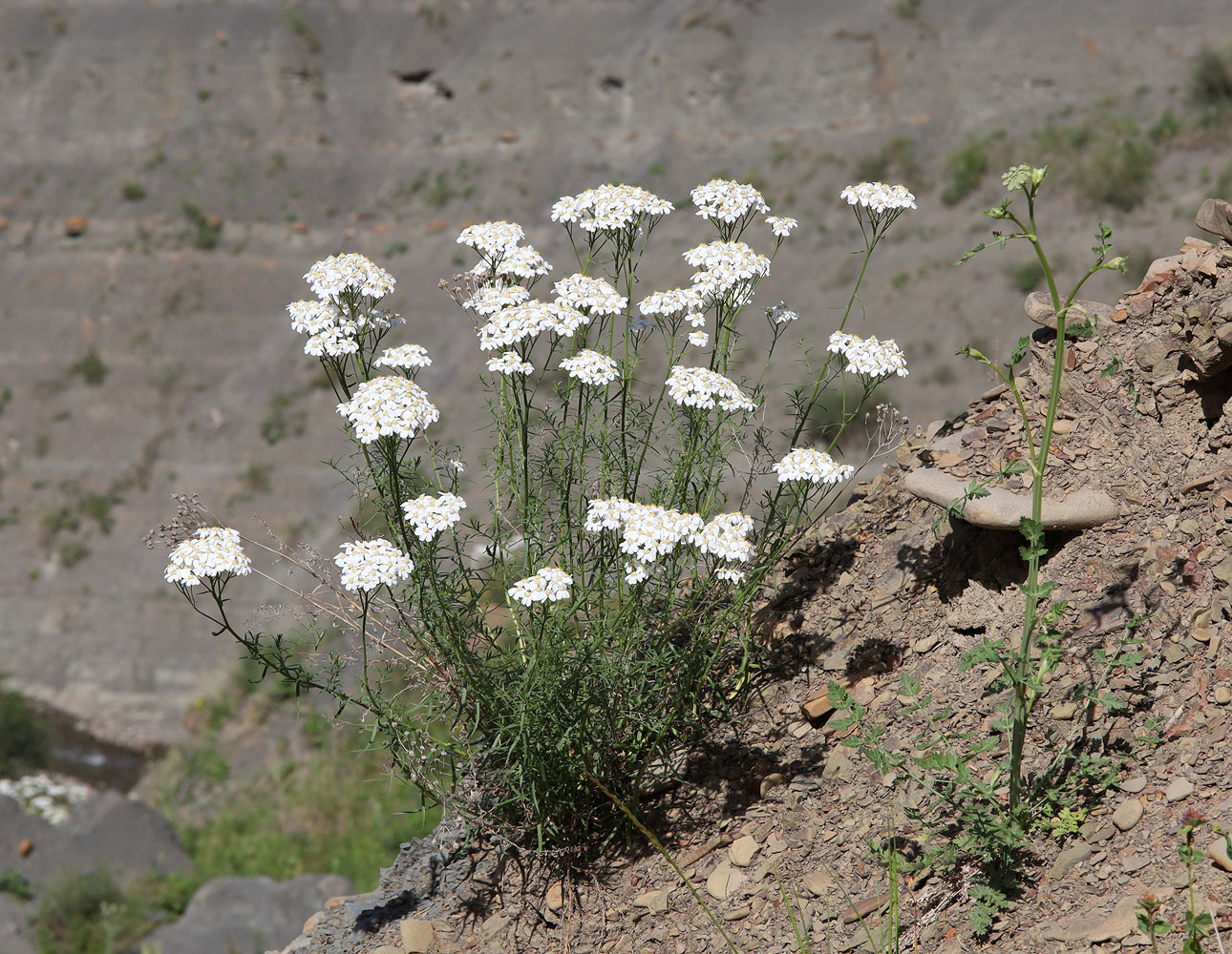 Изображение особи Achillea ptarmicifolia.