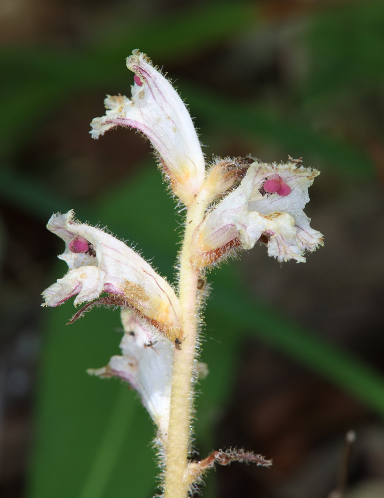 Image of Orobanche crenata specimen.