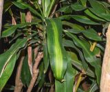 Dracaena reflexa