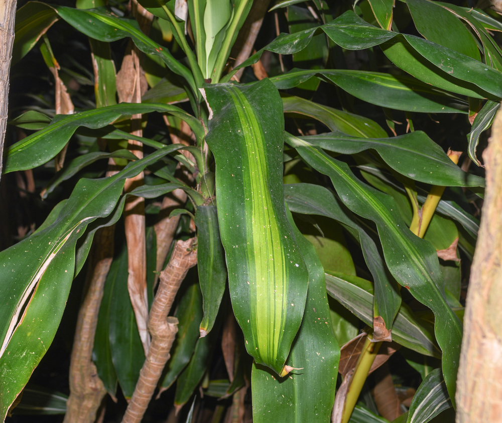 Image of Dracaena reflexa specimen.