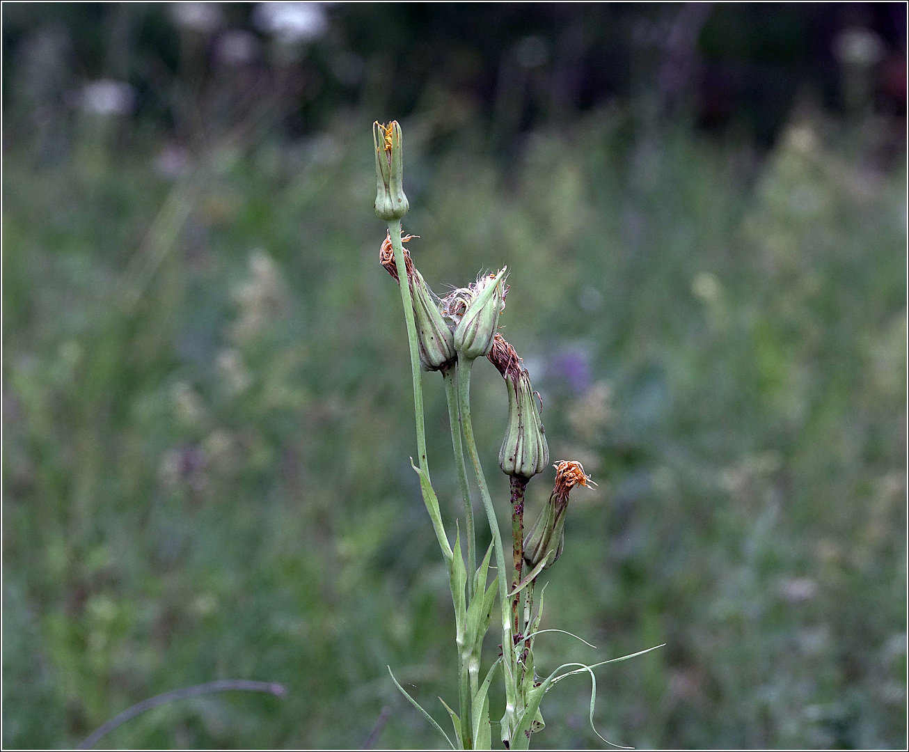 Изображение особи Tragopogon pratensis.