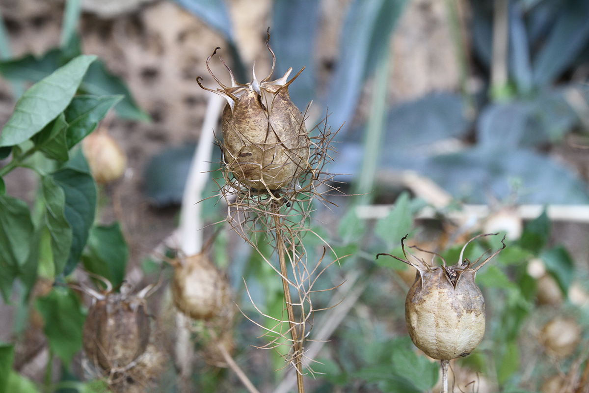 Image of Nigella damascena specimen.