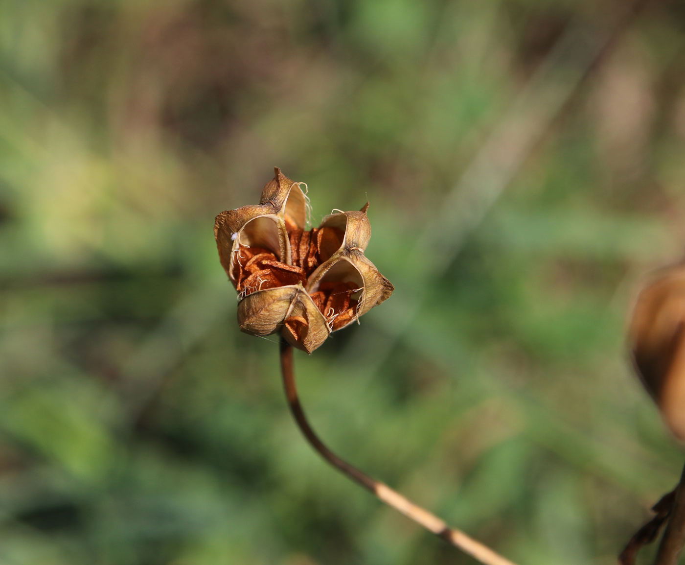 Изображение особи Lilium pilosiusculum.