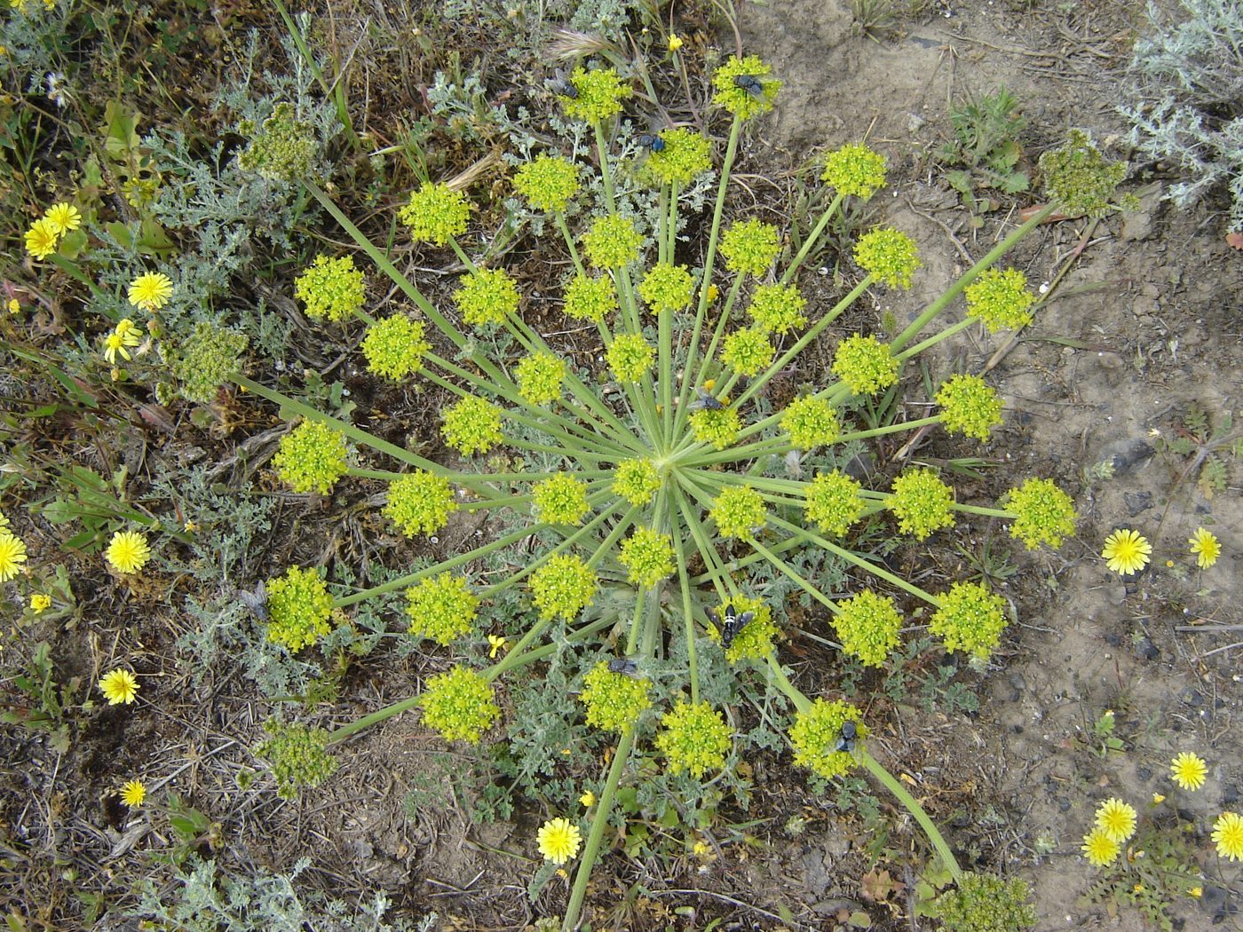 Изображение особи Zosima absinthifolia.