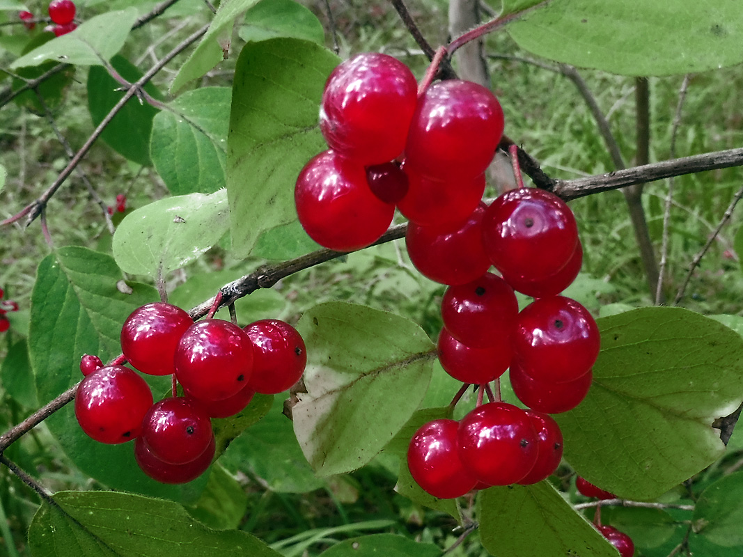 Image of Lonicera xylosteum specimen.