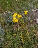 Senecio vernalis. Цветущее растение. Крым, Караларский природный парк, долина р. Сююрташ, степь. 09.05.2021.