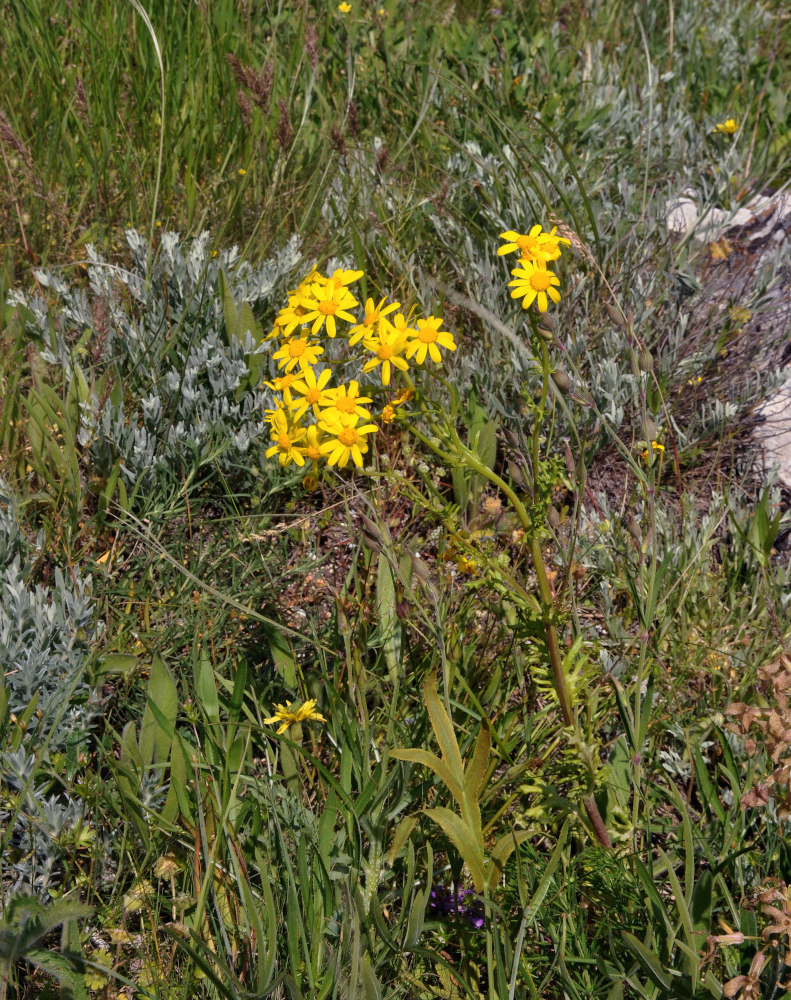 Изображение особи Senecio vernalis.