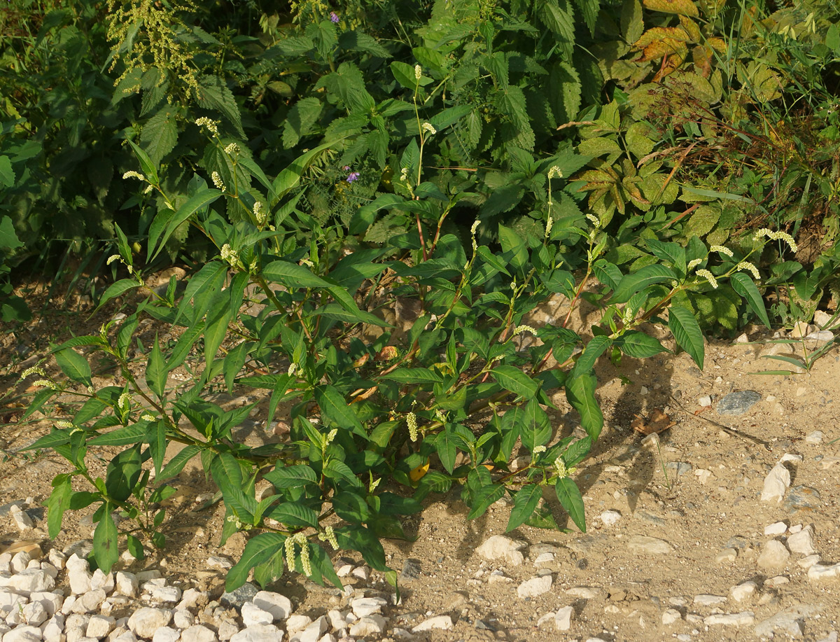 Изображение особи Persicaria lapathifolia.