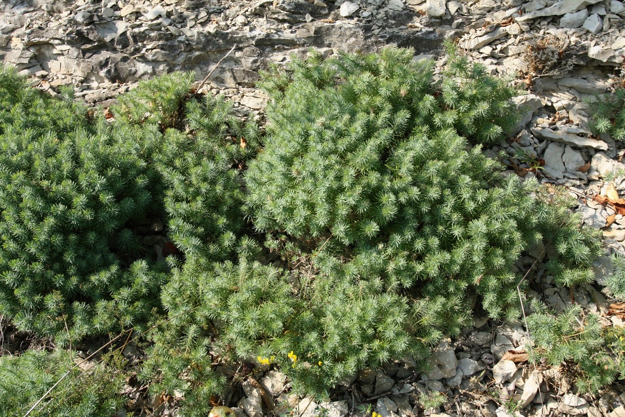 Image of Euphorbia cyparissias specimen.