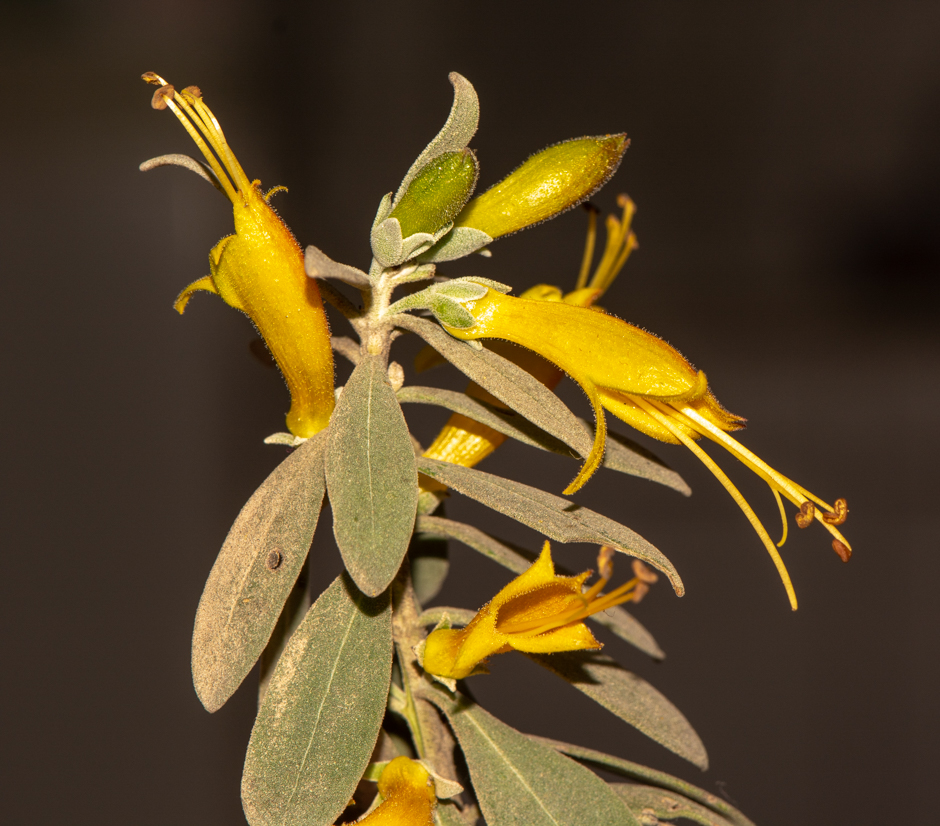 Image of Eremophila glabra specimen.