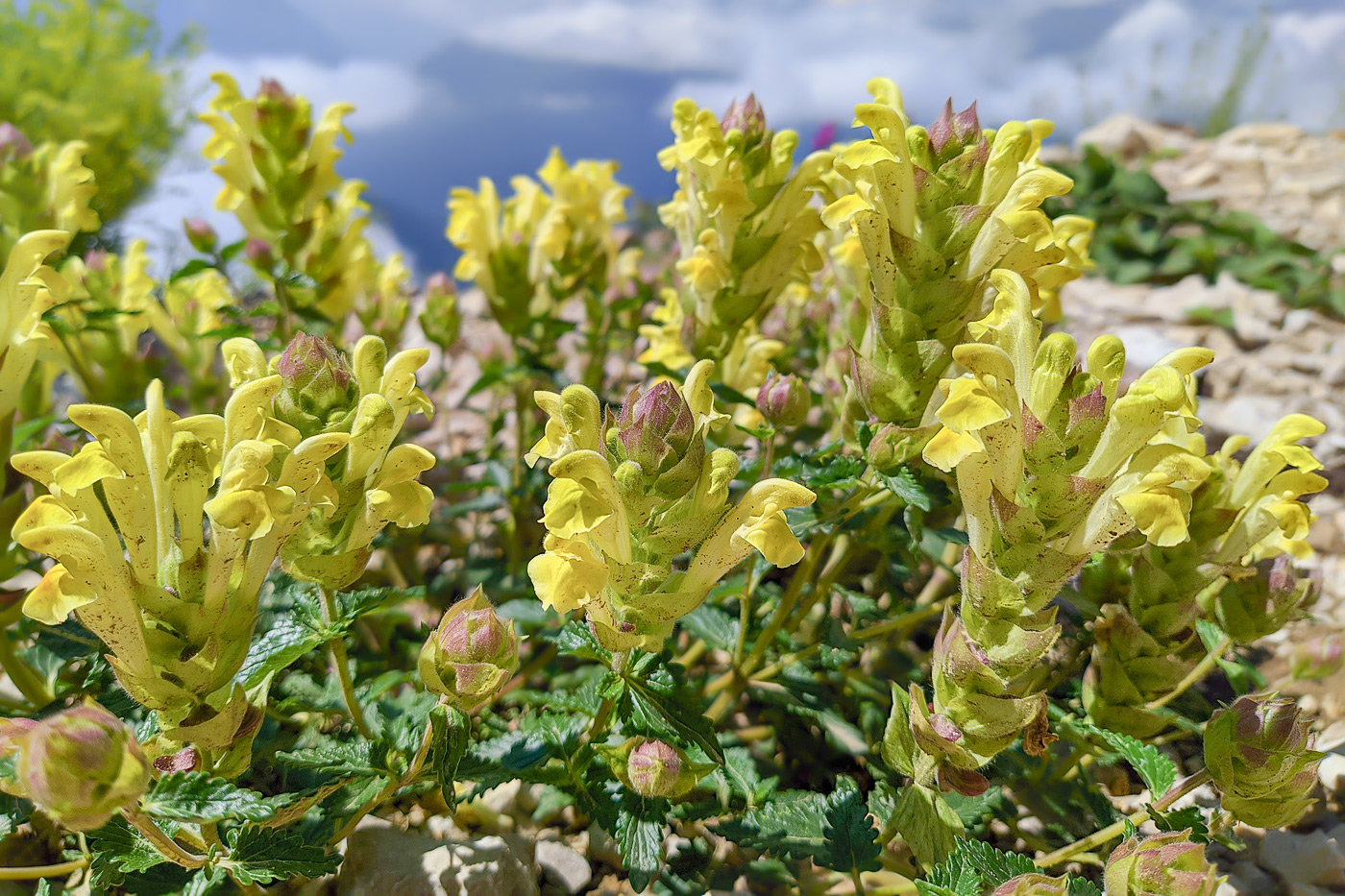 Изображение особи Scutellaria polyodon.